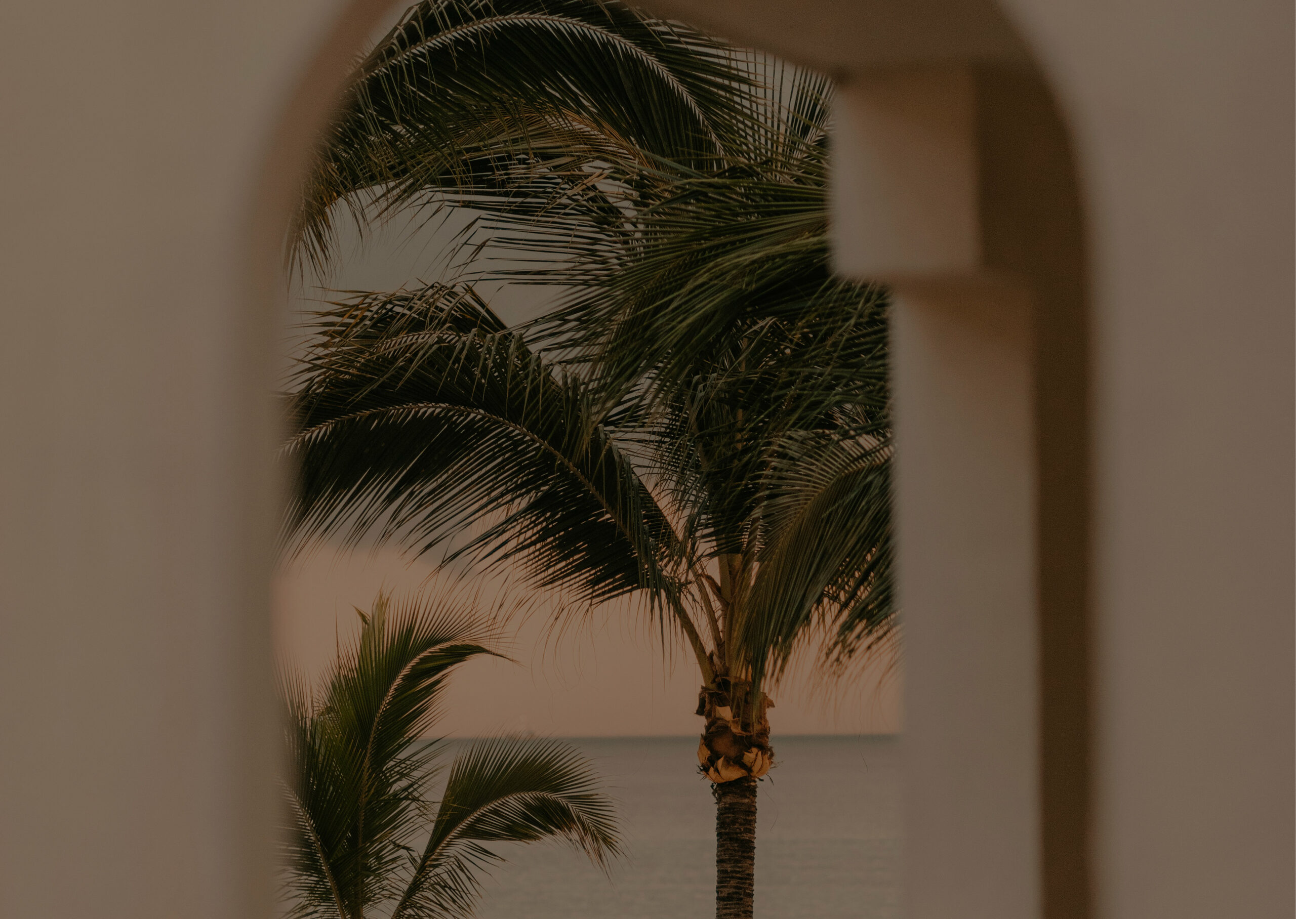 palm-vue-fond